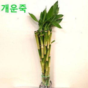 개운죽 30cm 1묶음 (10개포함) 1팩, 1개