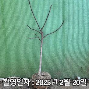 착한가격 나무생각 / 무화과나무 / 승정도후인 / 4년생 / 결실주, 1개