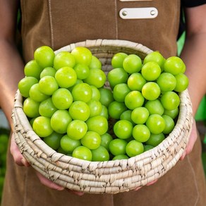 고당도보장 샤인머스켓 특등급 청포도 망고포도, 최상급, 1개, 1.5kg(2~3수)