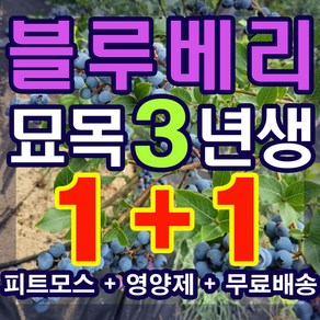 블루베리 묘목 3년생 2그루 (영양제 무료증정)