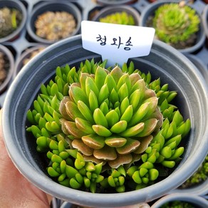 [모종모종]와송(청와송) 화분 와송모종(큰컵) 식용 와송, 1개