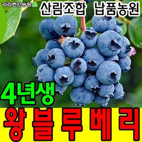 블루베리묘목 4년생 블루베리나무 과일나무, 1개