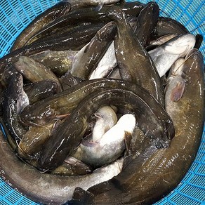 자연나라 국내산 민물고기 메기 2kg ( 1kg x 2팩 )