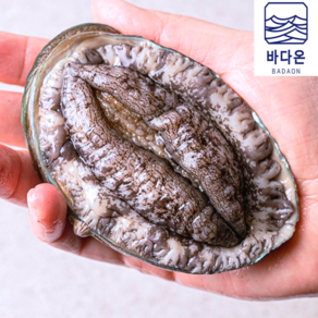 [초특가할인] 완도 활전복 1kg [산소팩 무료배송]