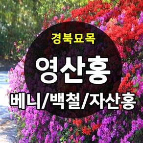 [경북농원] 철쭉 영산홍 연산홍 조경수 (베니/백철/자산홍) 석암철쭉 5주묶음 판매중, 영산홍_자산홍 5주묶음, 1개