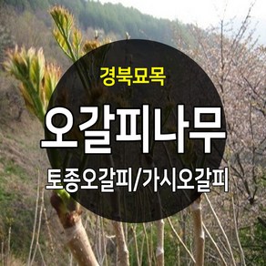 [경북농원] 가시오갈피묘목 토종 가시없는 민오갈피, 가시오갈피묘목 2년생, 1개