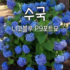 [수성조경농원] 수국-니코블루 P9 포트묘, 1개, .
