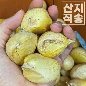 [렛츠팜] 해남 코끼리마늘 1kg 2kg 국내 토종 햇 대왕마늘, 1개