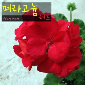 허브여울제라늄 페라고늄 레드(pelagonium ed) 지름 10cm 소품화분, 1개