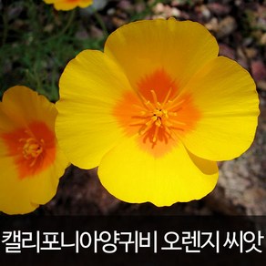 오렌지 캘리포니아 양귀비 씨앗 양귀비씨 종자 100알, 1개