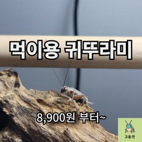 [귀뚤맨] 귀뚜라미 파충류 양서류 먹이용 쌍별귀뚜라미 극소 소 중 대 50 100 200