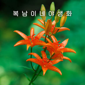 하늘말나리 [2포트 복남이네야생화 모종 토종식물 백합 나리꽃 릴리 lilium], 2개