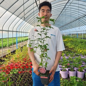 세종원예농원 라벤다쉬폰 3년 수입 겹꽃 무궁화 나무 포트묘목