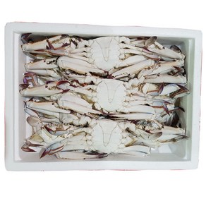 조은상사 냉동꽃게4kg1박스 12미 16미 활꽃게냉동, 1박스, 4kg 300-400 12미내와