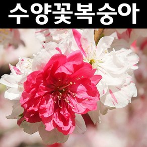 수양꽃복숭아(삼색꽃) 수양삼색도화 묘목 접목1년 뿌리 특묘1개, 1개