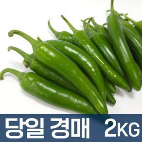 국내산 모닝고추 '특' 등급 오이맛 아삭이고추, 1개, 2kg