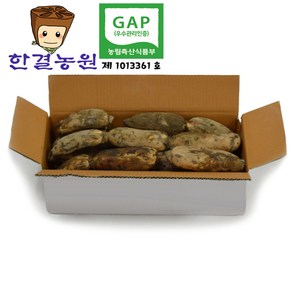 한결농원 gap인증 당일수확 연근(햇) 1kg 2kg 3kg 5kg 10kg 15kg 직접재배 산지직송