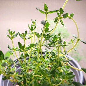 커먼타임 10cm 포트 화분 허브모종 식용허브 허브키우기, 1개