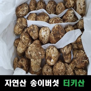 송이버섯 자연산 냉동송이버섯 터키산