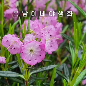 칼미아 폴리폴리아 [1개 복남이네야생화 모종 꽃나무 산월계수 kalmia], 1개