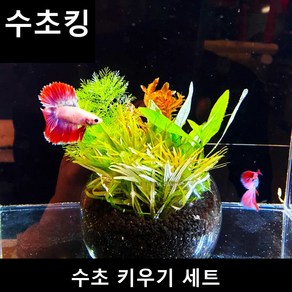 수초킹 초보수초 수초키우기 세트 (비료소일유리볼+수초+핀셋), 1개