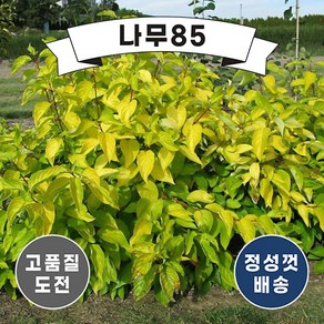 (나무85) 신품종말채 (네온버스트) 2리터 화분, 1개