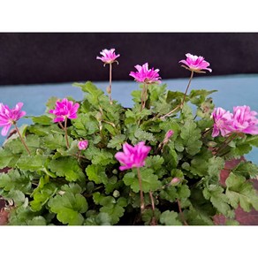 산내들농장 미니겹풍로초(핑크), 1개