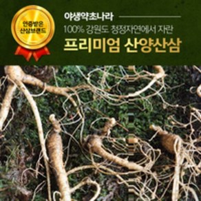 산양산삼(장뇌삼) 8년근 - 강원도 정선 깊은 산골 산양삼, 6개