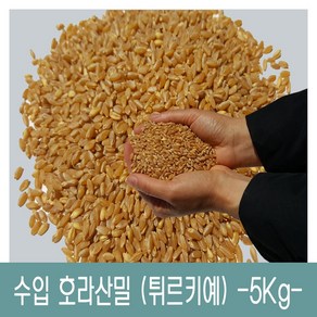 [다온농산] 수입 호라산밀 -5Kg- 품질 좋고 저렴한 튀르키예산