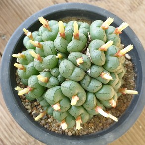 [수암다육] 소야회 랜덤발송 Conophytum sp. 랜덤발송 다육 다육이 다육식물 587