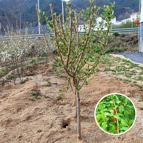 푸른묘목농원 왕보리수나무 4년생 결실주 분묘