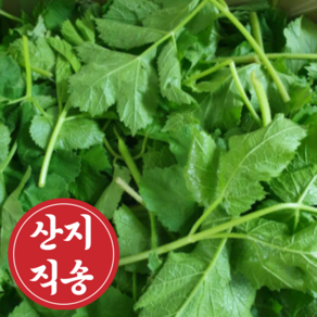 [산지직송] 어수리나물 500g 1kg 산나물 어수리, 2kg, 1개