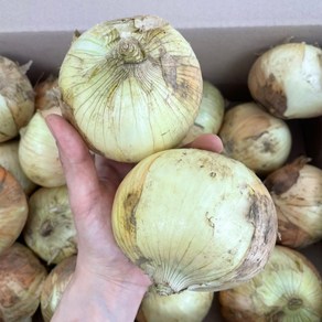 [농가신선] 속이꽉찬 햇 양파 국내산 무안 해남 함평, 1박스, 3kg (중)
