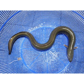 자연산 민물장어진액 민물장어즙 민물장어엑기스 민물장어중탕, 15개, 110ml