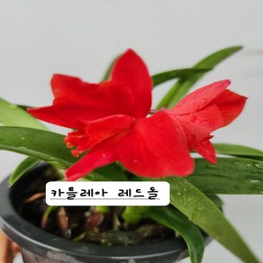 카틀레야 레드돌 특, 1개