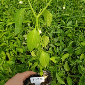 [모종모종]롱그린 아삭이고추2주 (2주 1셋트) 모종(오이고추), 1개
