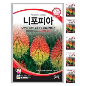 니포피아 씨앗 50립 꽃씨앗 세계종묘 모칸도, 6개