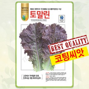 흑치마 상추씨앗 300립 토말린 흑상추 종자 씨 쌈 채소 봄 여름 가을 파종 상추씨 KN, 1개