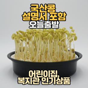 일런드 국산 콩나물 키우기 키트 국산콩 포함 세트, 1개