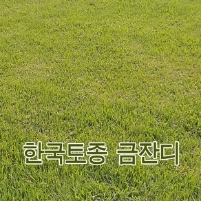 한국 금잔디 뗏장40*60*4cm-14장(가로 세로 높이)1평용