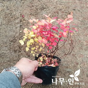 [나무인] 삼색조팝 개화주 5개, 삼색조팝 5본