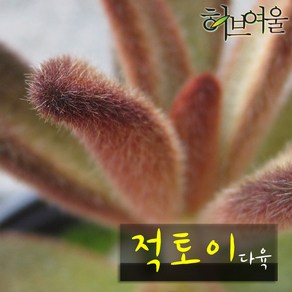 [허브여울다육] 적토이 지름 9cm 소품 다육화분, 1개