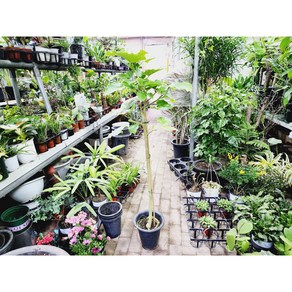 움베르타휘커스외목대공기정화식무높이120cm, 1개