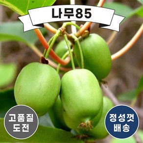 (나무85) 일세다래 왕다래 나무