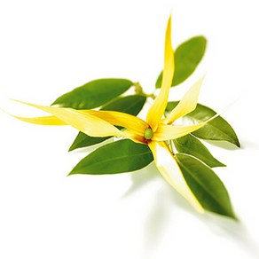 [CPL 영국] 프래그런스 오일 일랑일랑 YLANG YLANG 20ml/50ml/100ml, 20ml, 1개, 20ml