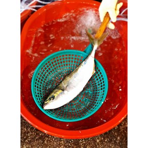 [죽도시장] 제철 활어 소방어 1kg 한 마리 회 구이 탕, 1개