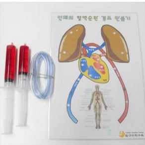 혈액순환 모형 만들기, 1개