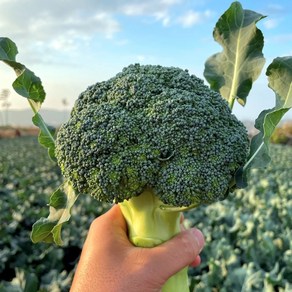 산지직송 청정지역 제주 햇 브로콜리, 1박스, 1kg / 못난이