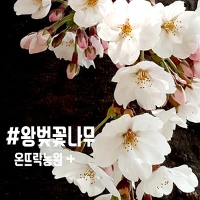 왕벚꽃나무 봄의 시작을 알리는 나무 [온뜨락농원plus]- 특묘-최상품, 1개, 흰꽃