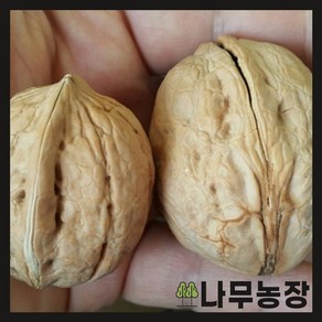 (나무농장) 호두나무 접목호두(신령) 접목1년 특묘 (국내산) 묘목, 1개